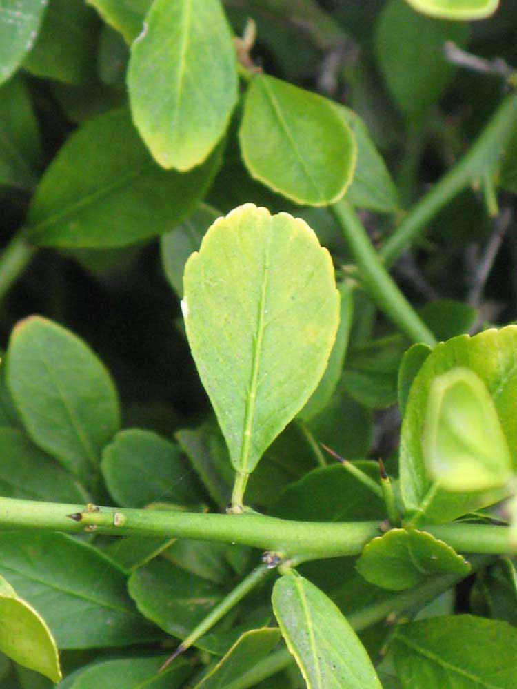              Unifoliolate leaf (Riverside, CA)       